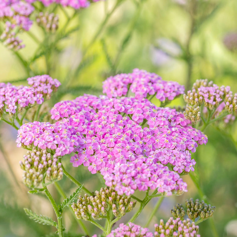 Achillea cerise Queen Seeds