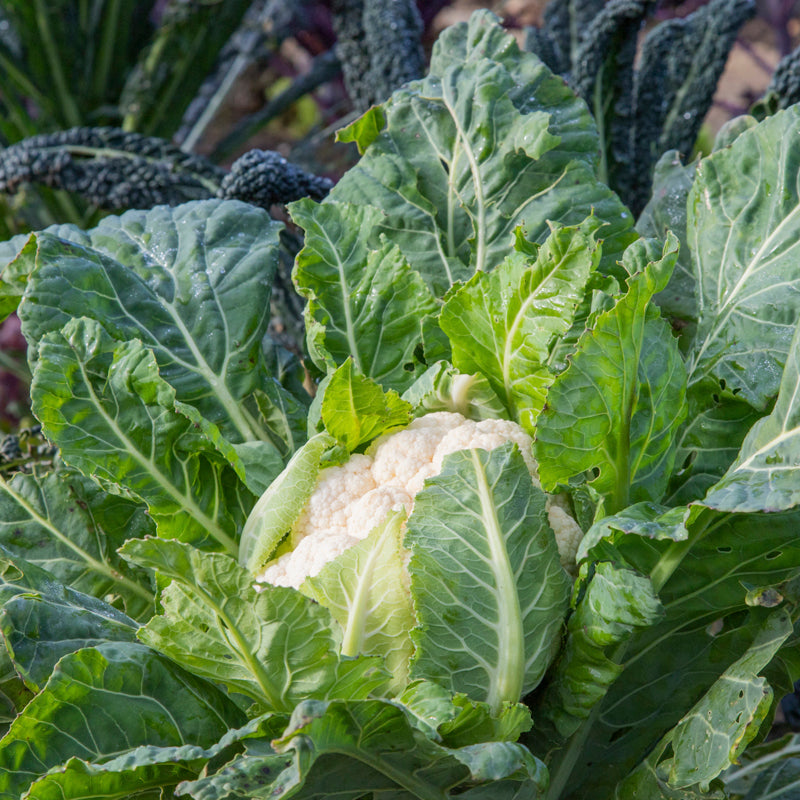 Cauliflower all The Year Round Seeds