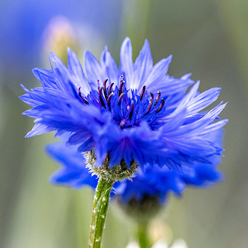 Centaurea blue Diadem Seeds