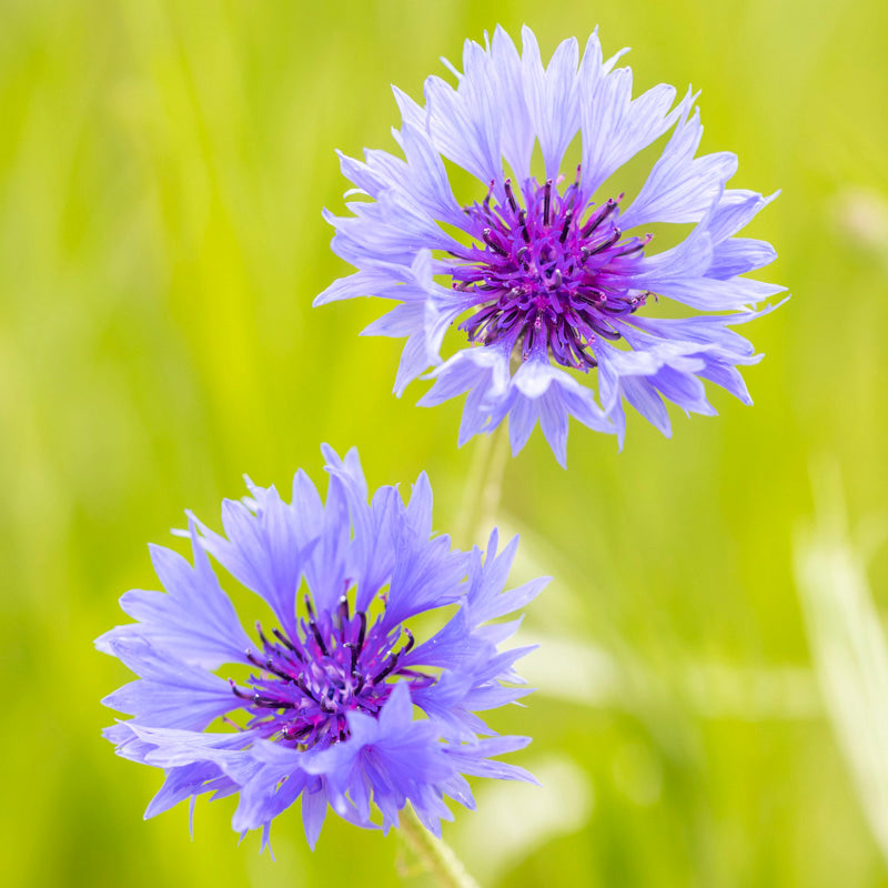 Centaurea Cyanus - Seeds