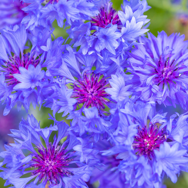 Centaurea double Blue (cornflower) Seeds