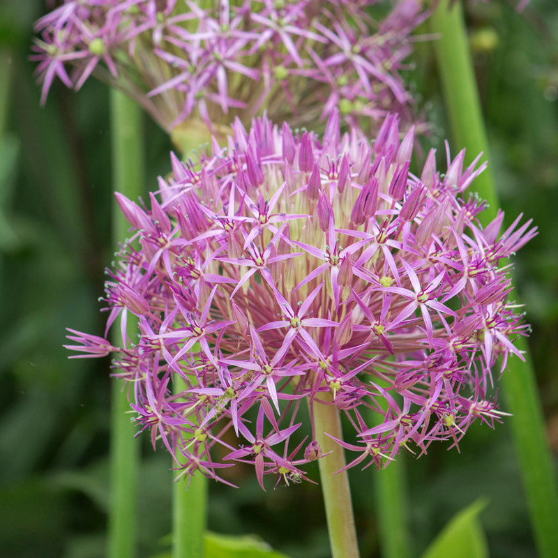 Allium Cristophii Bulbs