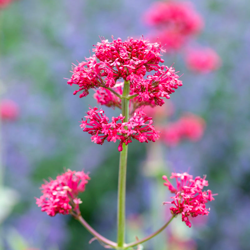 Centranthus Ruber - Seeds