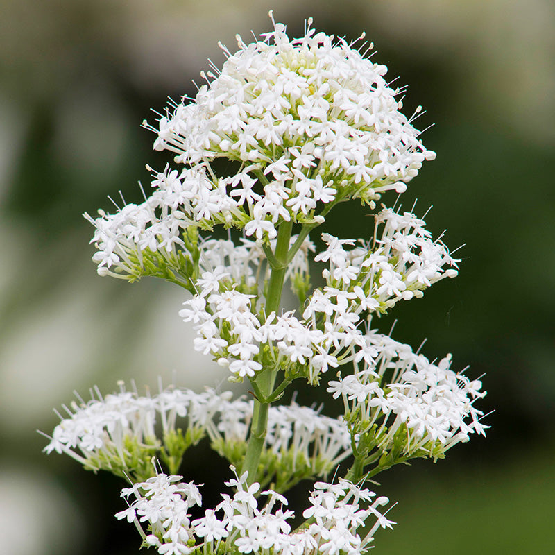 Centranthus Ruber White - Valerian Seeds