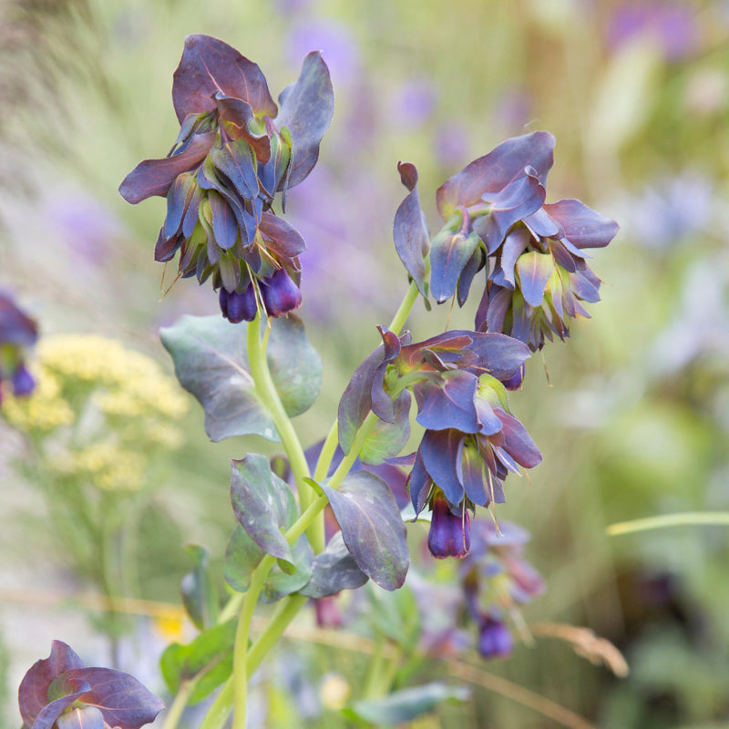 Cerinthe Major Purpurescens - Seeds