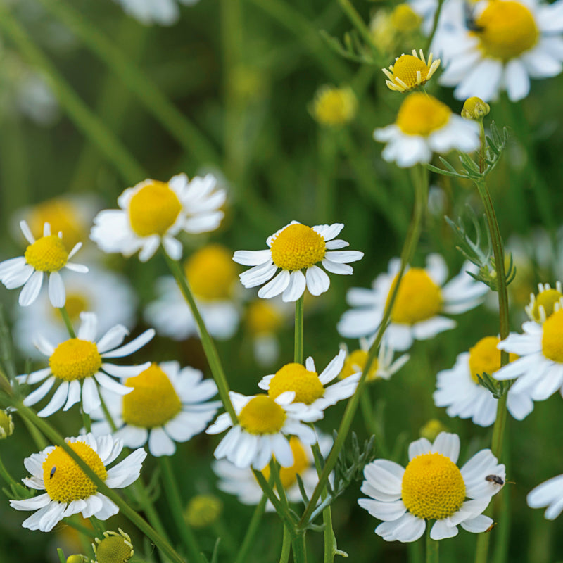 Chamomile Seeds