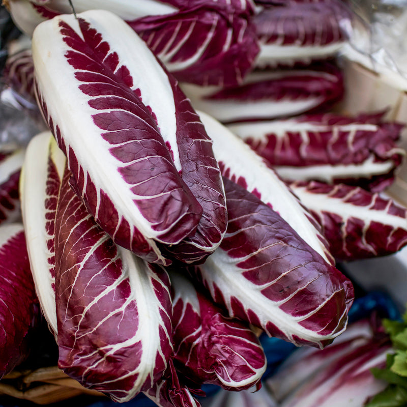 Chicory rossa Di Treviso Seeds