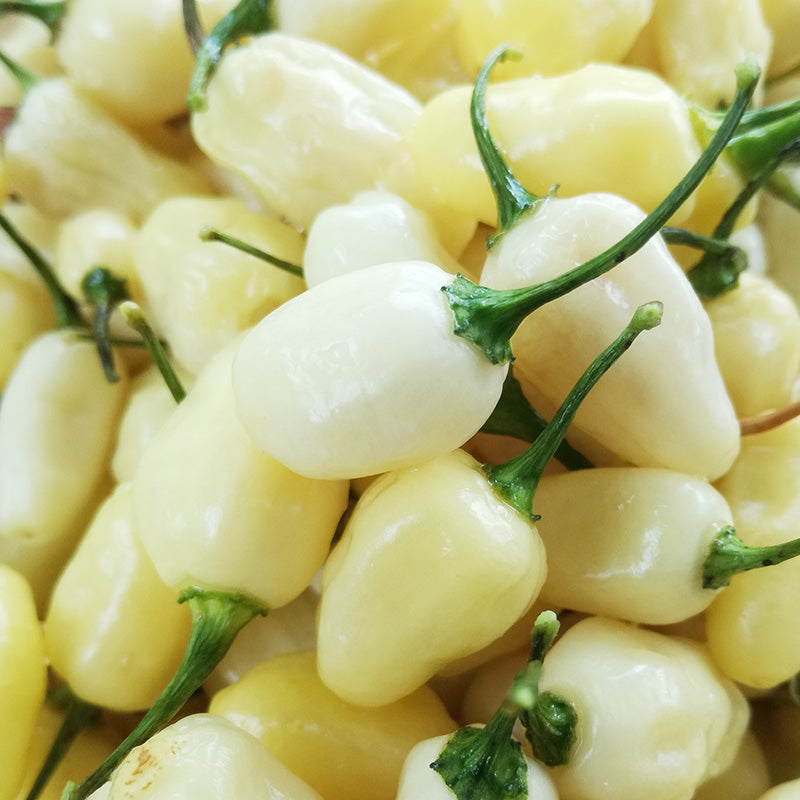 Chilli habanero White - Seeds