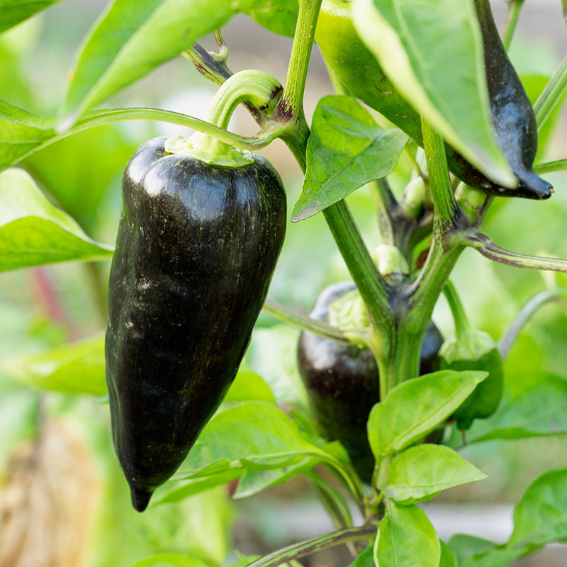 Chilli hungarian Black Seeds