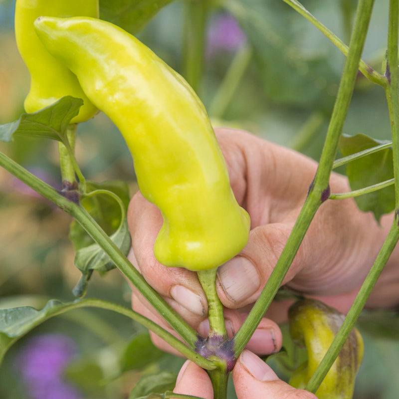 Chilli hungarian Hot Wax Seeds