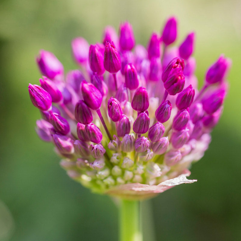 Allium Hollandicum purple Sensation Bulbs