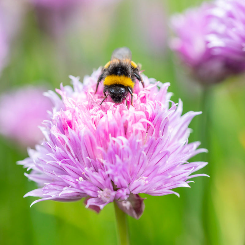 Chives Seeds