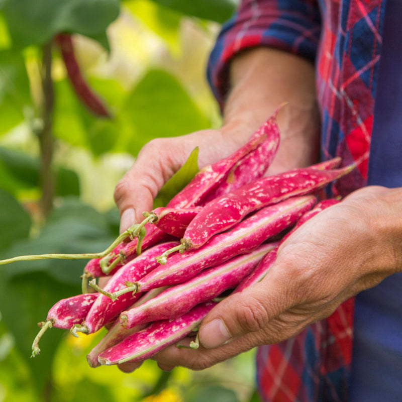 Climbing Beans - borlotto Lingua Di Fuoco 2 Seeds