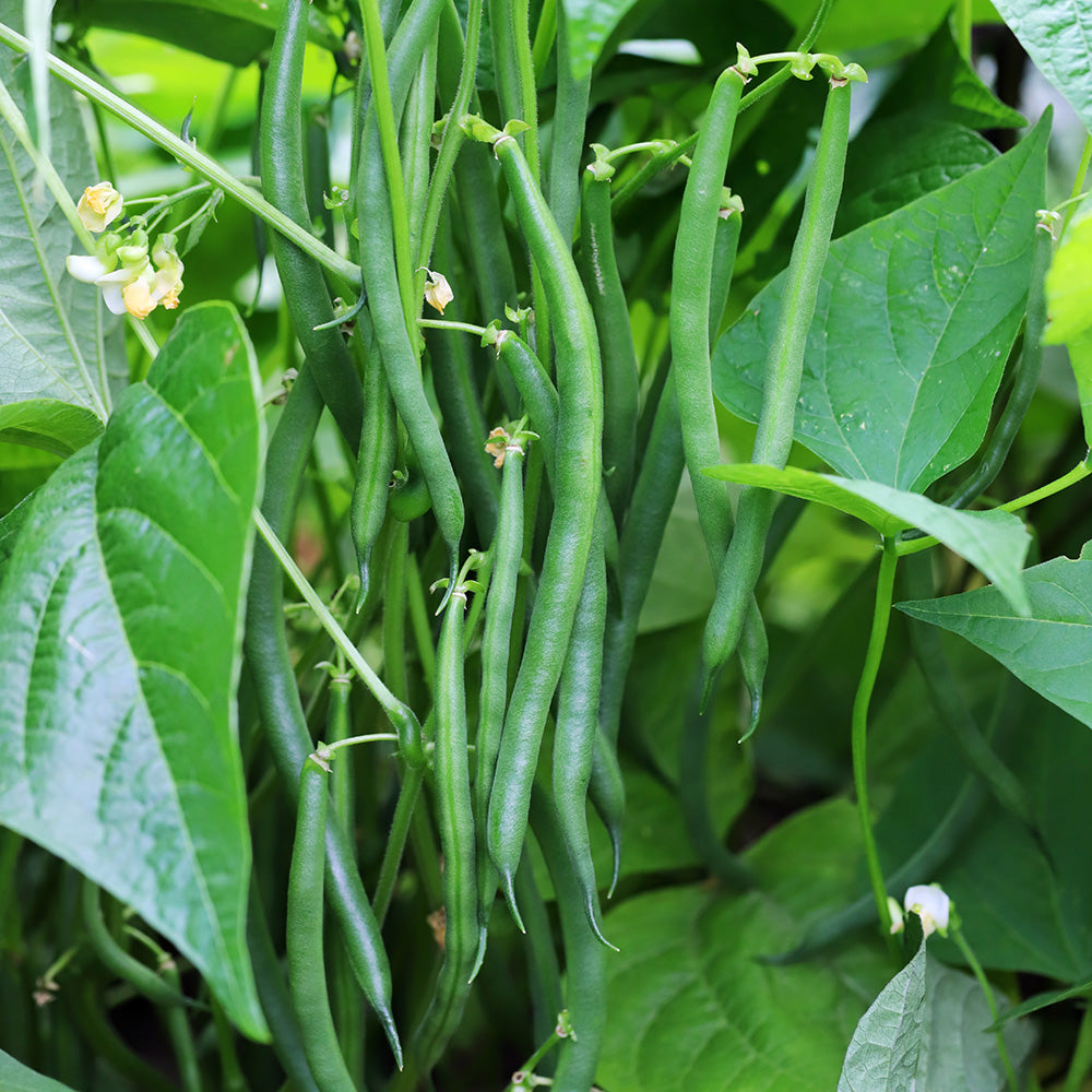 Climbing French Bean blue Lake Seeds