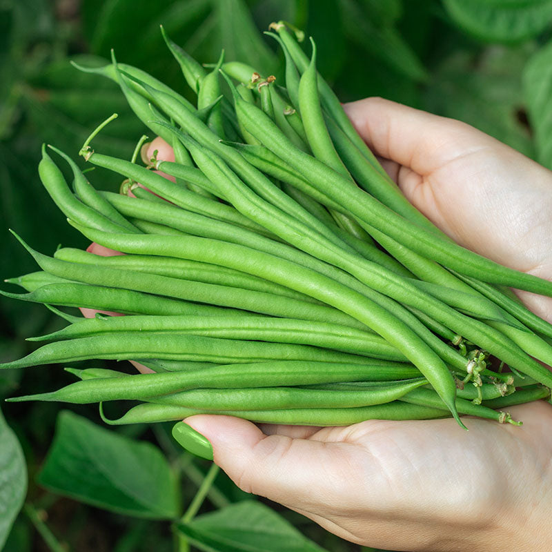 Climbing French Bean cobra Seeds