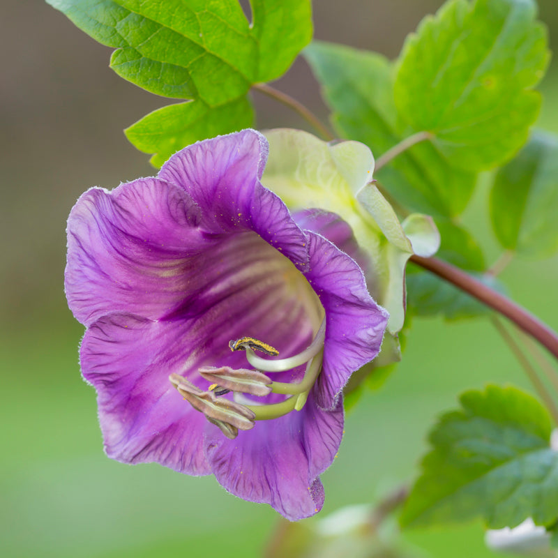 Cobaea Scandens - Seeds