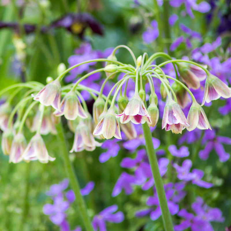 Allium Siculum Syn. Nectaroscordum Siculum Bulbs