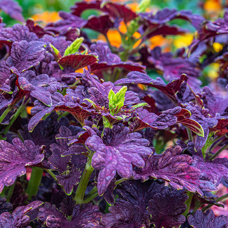 Coleus black Dragon Seeds