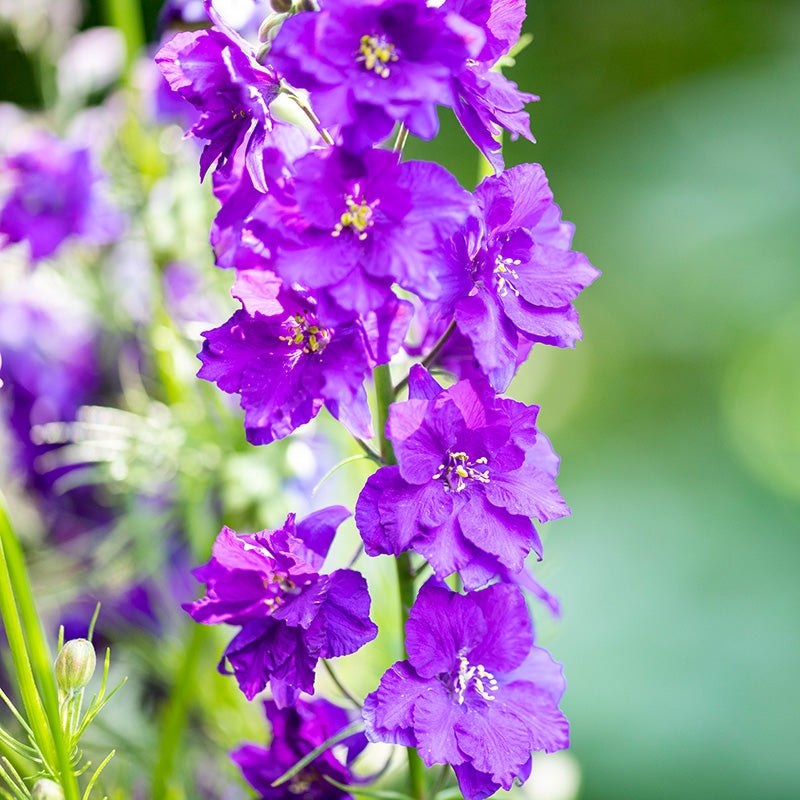 Consolida Ajacis blue Spire Seeds