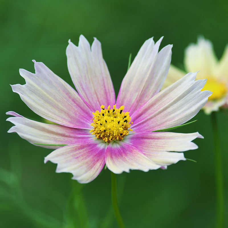 Cosmos Bipinnatus apricot Lemonade Seeds