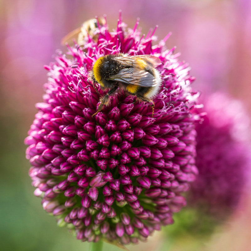 Allium Sphaerocephalon Bulbs
