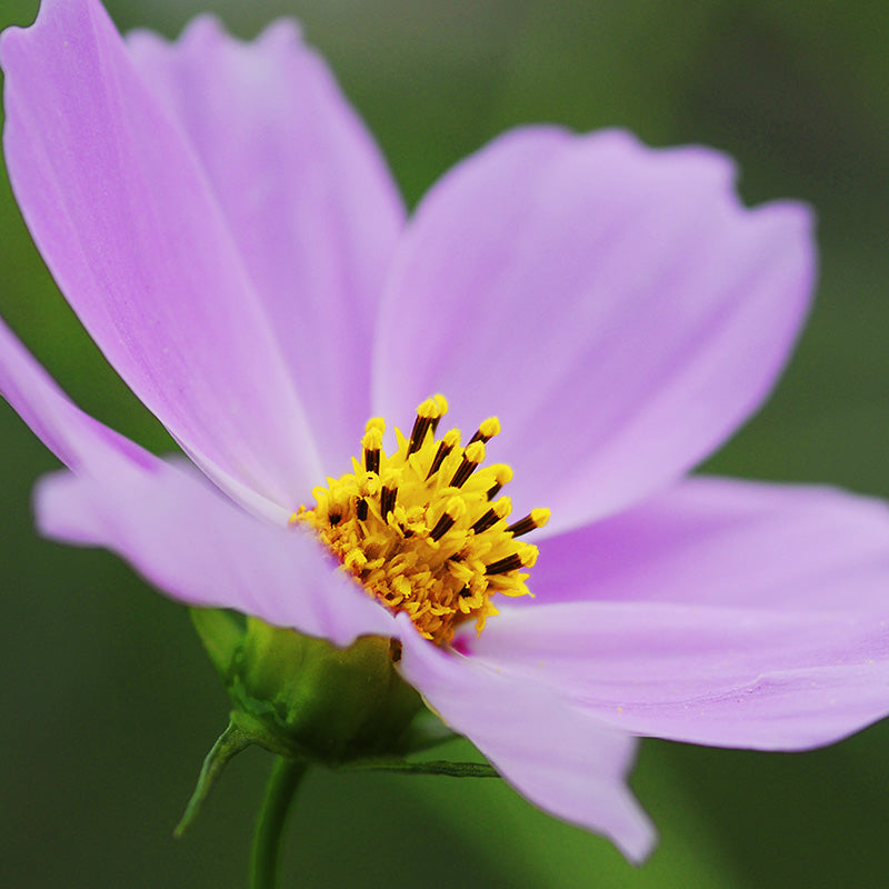 Cosmos Sensation pinkie Seeds