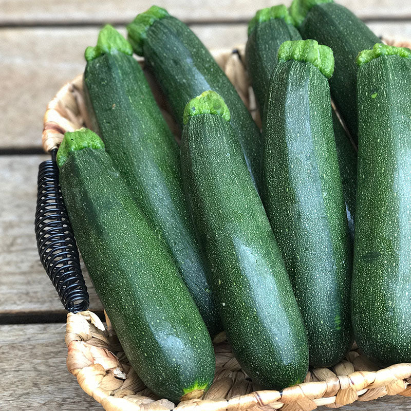 Courgette defender F1 Seeds