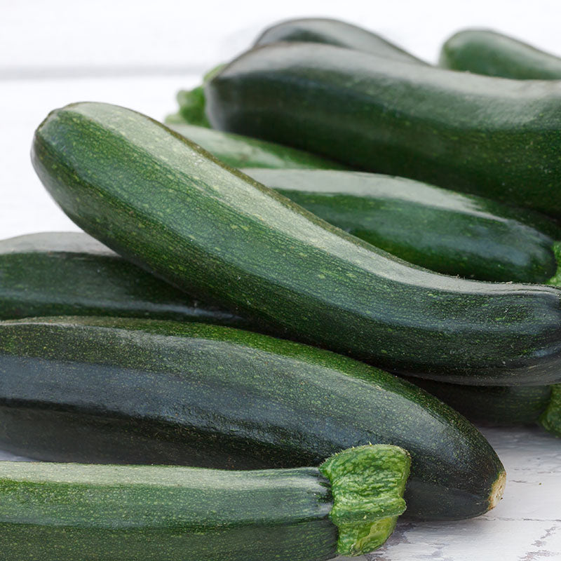 Courgette midnight F1 Seeds