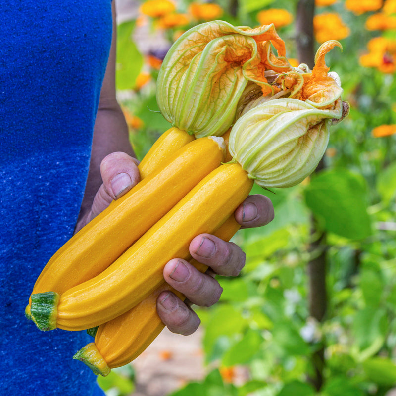 Courgette orelia F1 Seeds