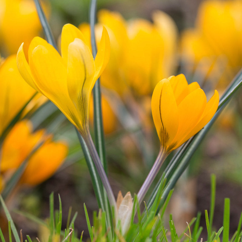 Crocus Chrysanthus romance Bulbs