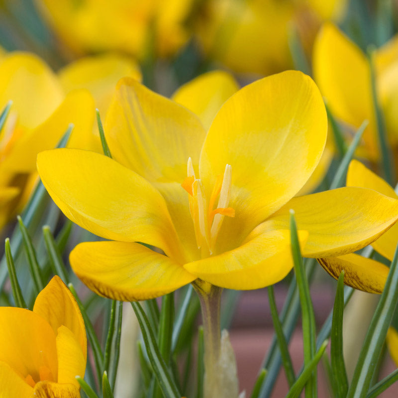 Crocus Chrysanthus Var. Fuscotinctus Bulbs