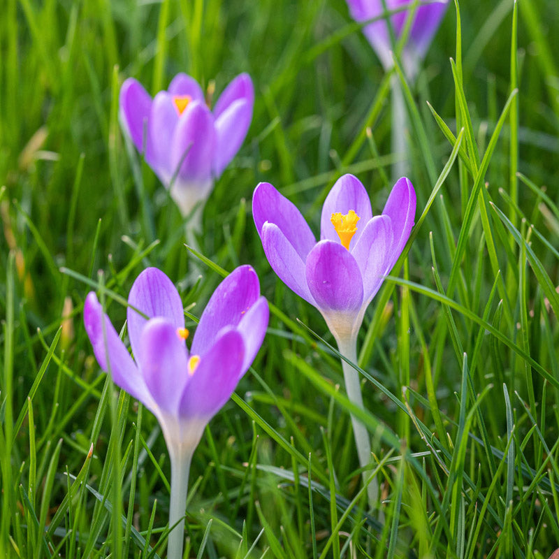 Crocus Tommasinianus Bulbs