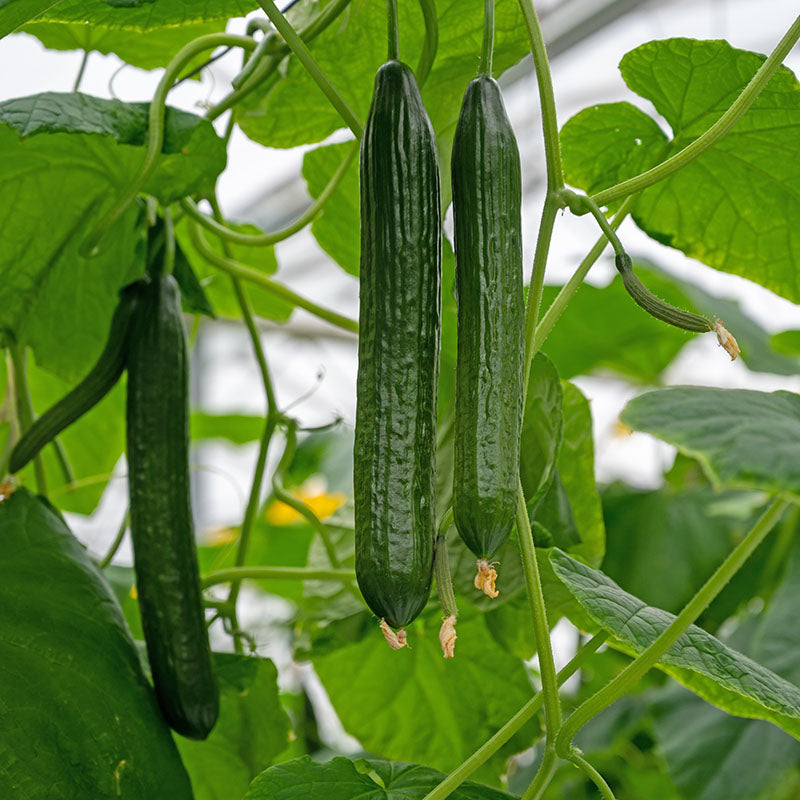 Cucumber burpless Tasty Green F1 Seeds
