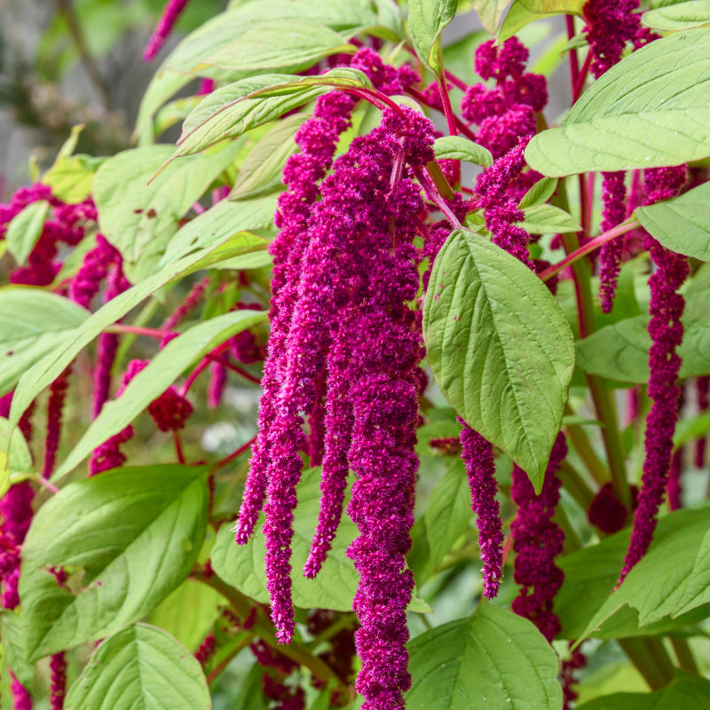 Amaranthus Caudatus - Seeds