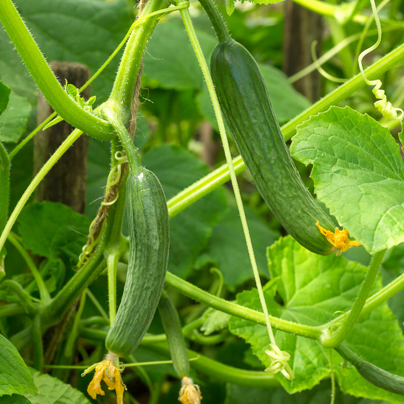 Cucumber perfection Ridge Seeds
