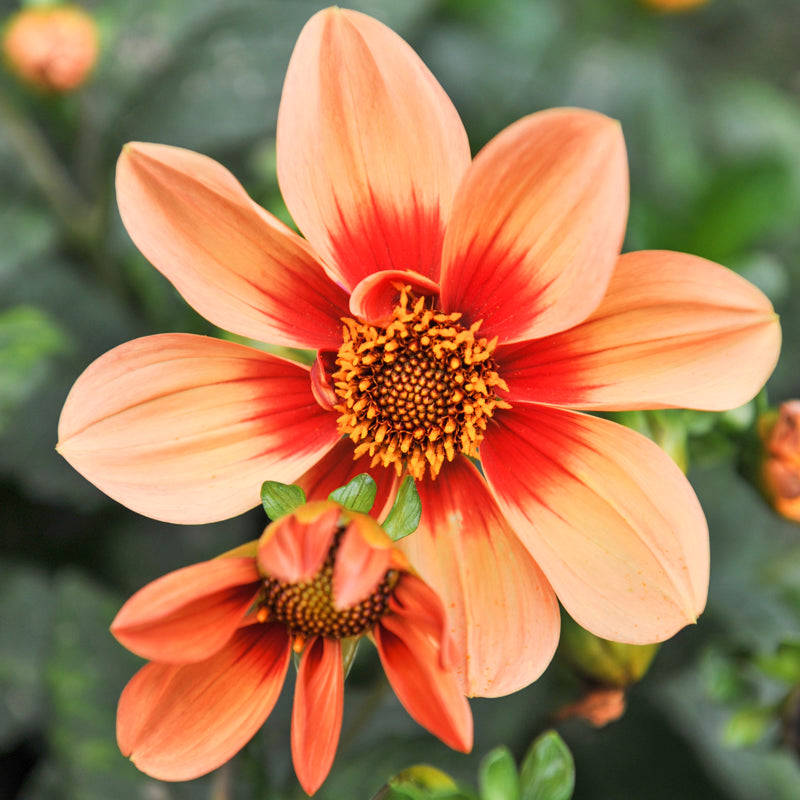 Dahlia bishops Children Seeds