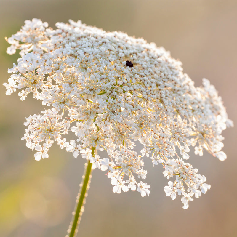 Daucus Carota - Wild Carrot Seeds