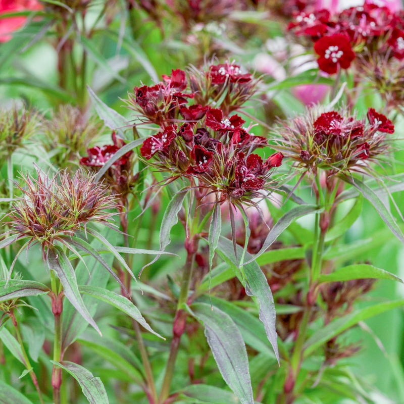 Dianthus Barbatus nigrescens Seeds