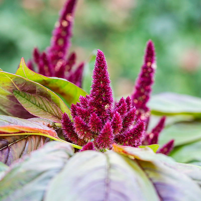 Amaranthus pygmy Torch Seeds