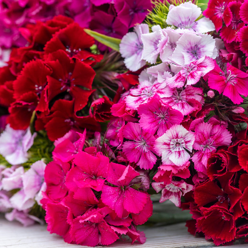 Dianthus Barbatusmessenger Seeds