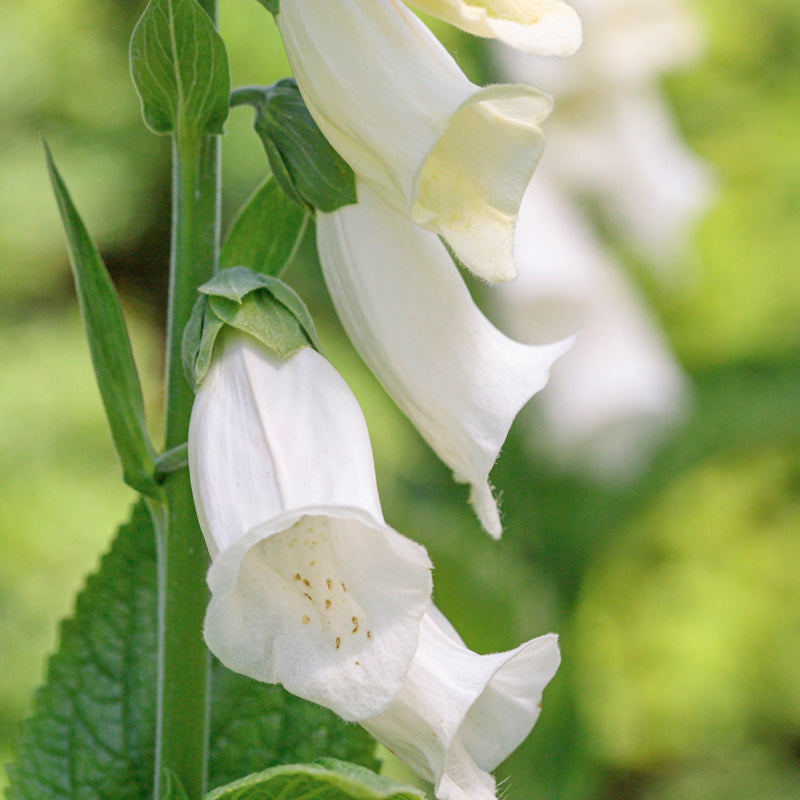 Digitalis Alba (foxgloves) Seeds