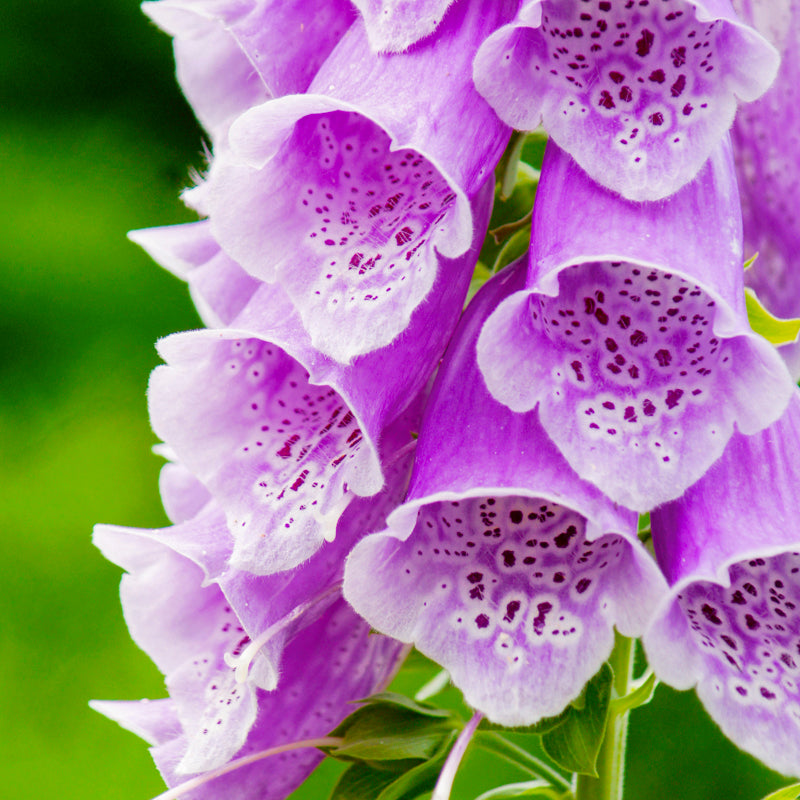 Digitalis Purpurea (foxgloves) Seeds