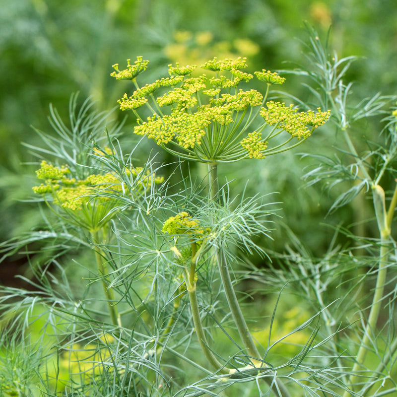 Dill Seeds