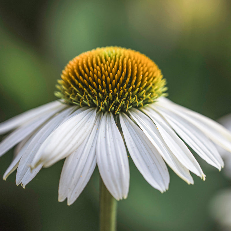 Echinacea white Swan Seeds