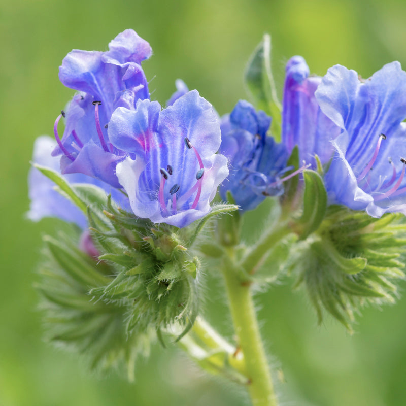 Echium Vulgare - Seeds