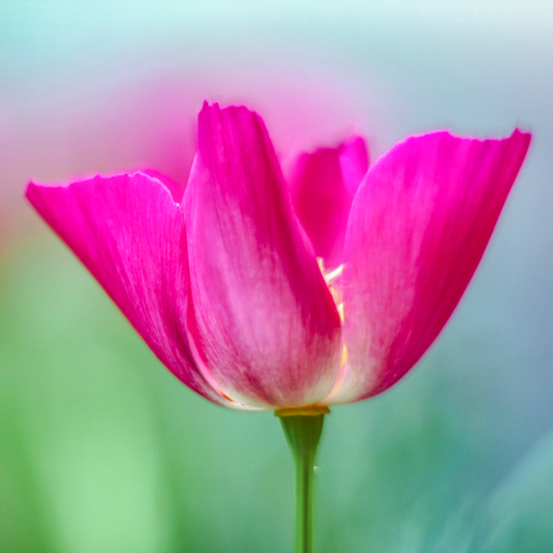 Eschscholzia Californica  carmine King Seeds