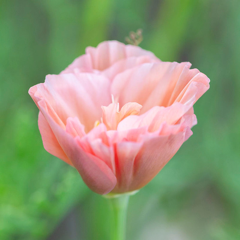Eschscholzia Californica peach Sorbet Seeds