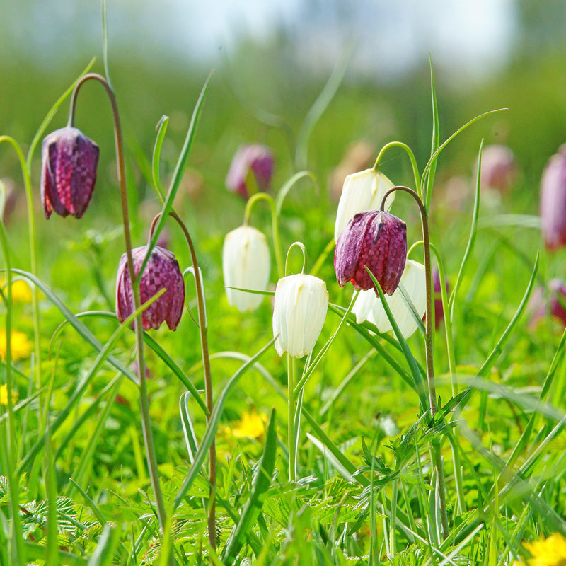 Fritillaria Meleagris Mixed Bulbs