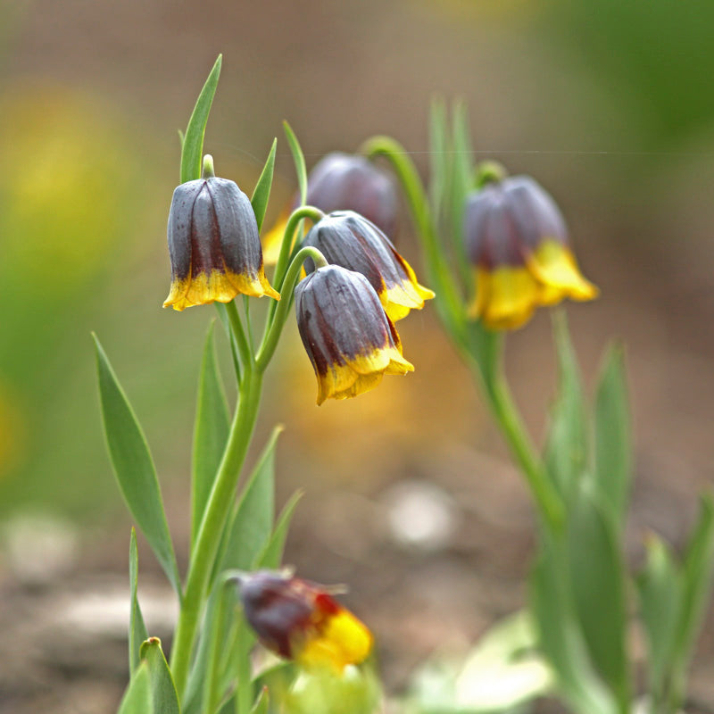 Fritillaria Uva-vulpis Bulbs