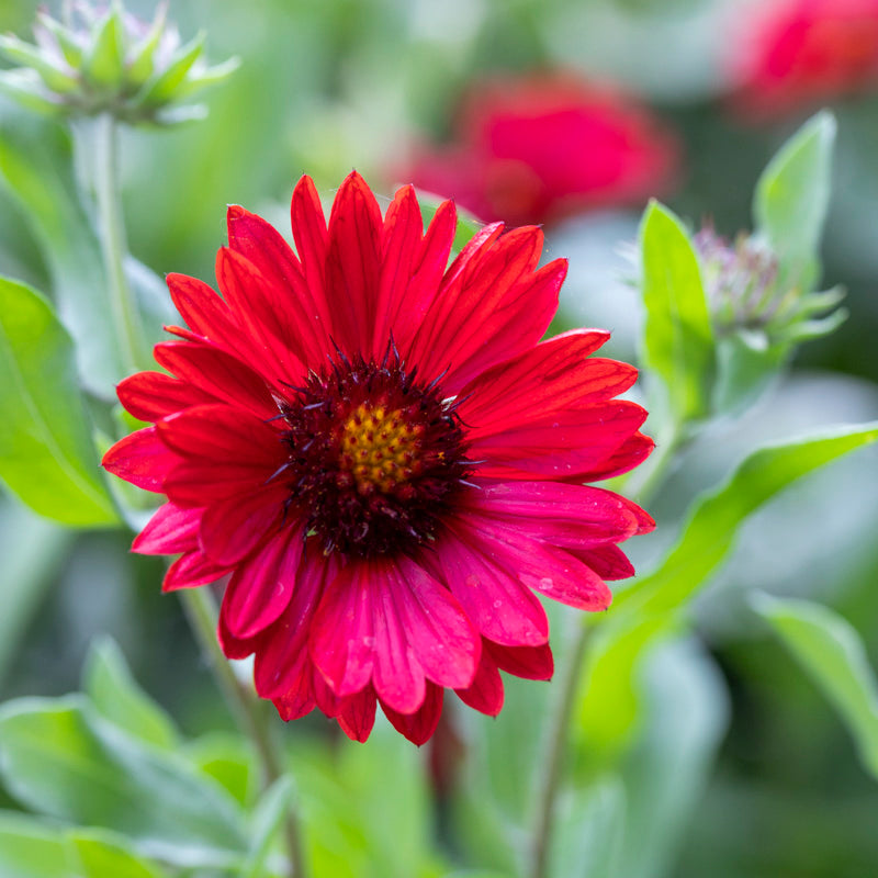 Gaillardia burgundy Seeds